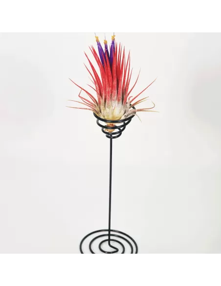 Soporte metálico negro para Tillandsias base espiral
