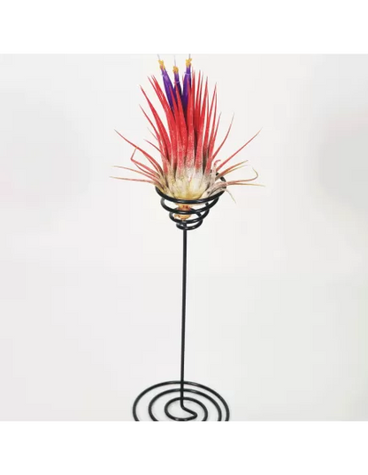 Soporte metálico negro para Tillandsias base espiral