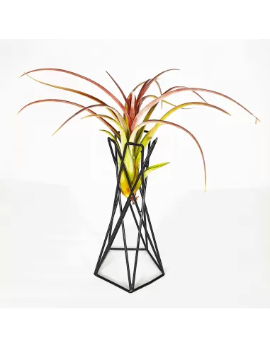 Soporte metálico negro para Tillandsias