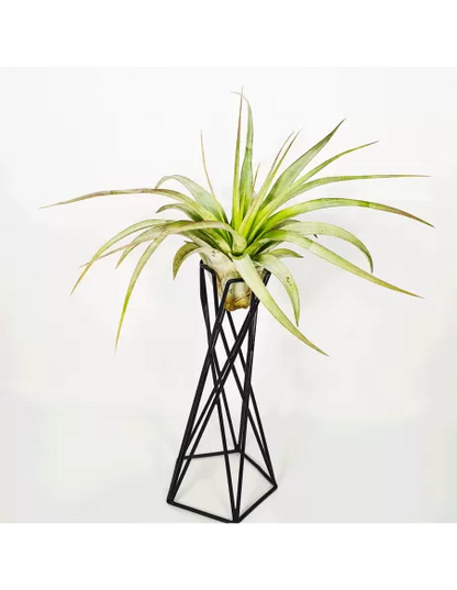 Soporte metálico negro para Tillandsias