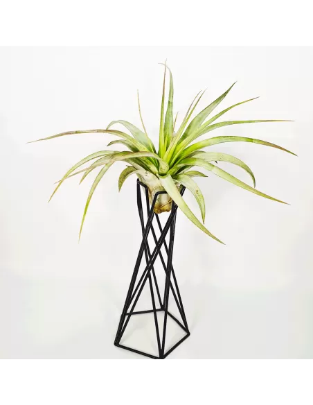 Soporte metálico negro para Tillandsias
