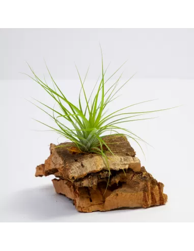 Tillandsia Stricta Grün