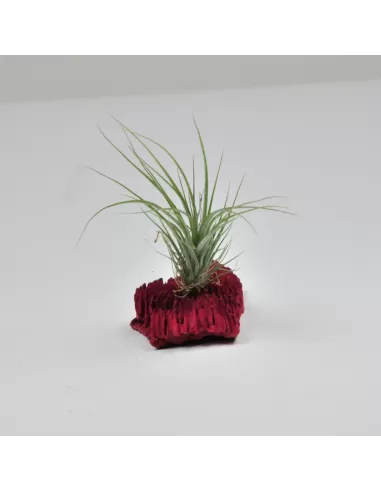 Tillandsia Stricta Grün x Remember Bob Holm