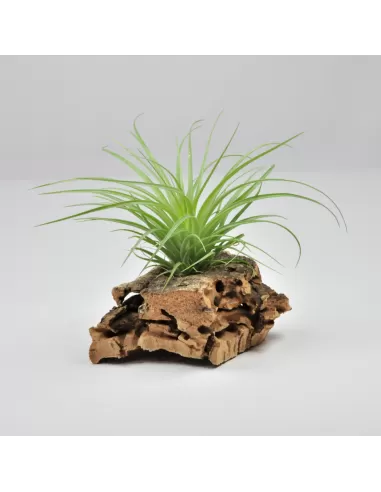 Tillandsia Stricta Hart x Globosa