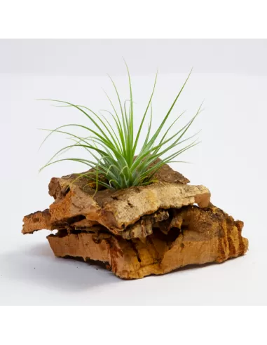 Tillandsia Stricta Petropolis
