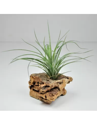 Tillandsia Tenuifolia Amethyst
