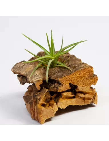 Tillandsia Tenuifolia Cocoensis