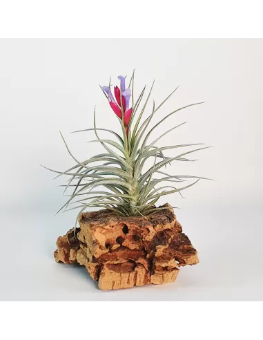 Tillandsia Tenuifolia Vaginata x Stricta Albiflora