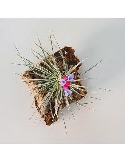 Tillandsia Tenuifolia Vaginata x Stricta Albiflora