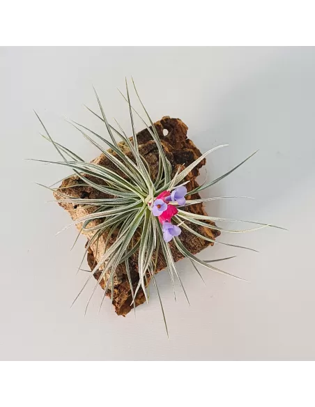 Tillandsia Tenuifolia Vaginata x Stricta Albiflora