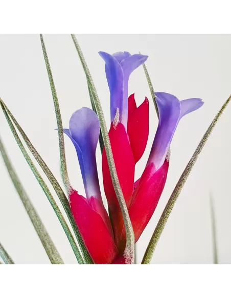 Tillandsia Tenuifolia Vaginata x Stricta Albiflora