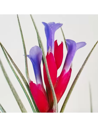 Tillandsia Tenuifolia Vaginata x Stricta Albiflora