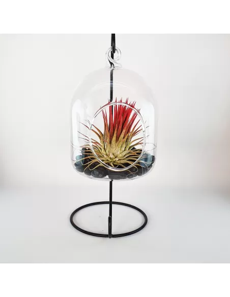 Glass hanging terrarium with black metal stand