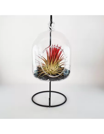 Glass hanging terrarium with black metal stand