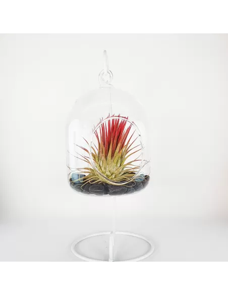 Glass hanging terrarium with black metal stand