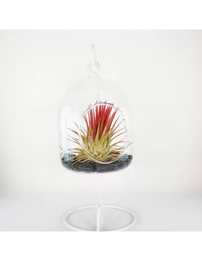 Glass hanging terrarium with black metal stand