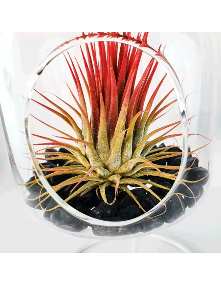Glass hanging terrarium with black metal stand