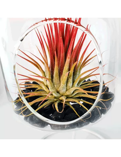 Glass hanging terrarium with black metal stand