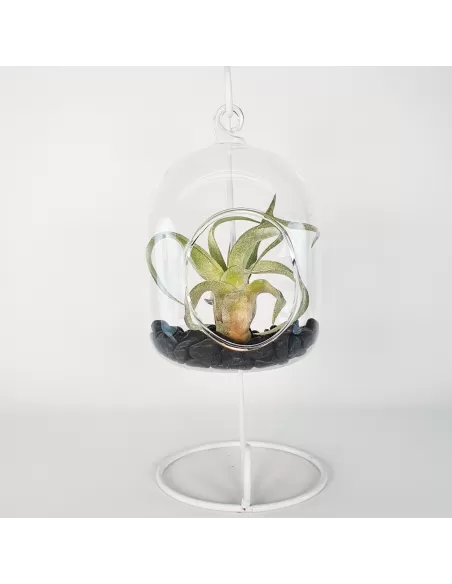 Glass hanging terrarium with black metal stand