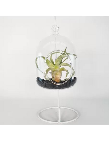 Glass hanging terrarium with black metal stand