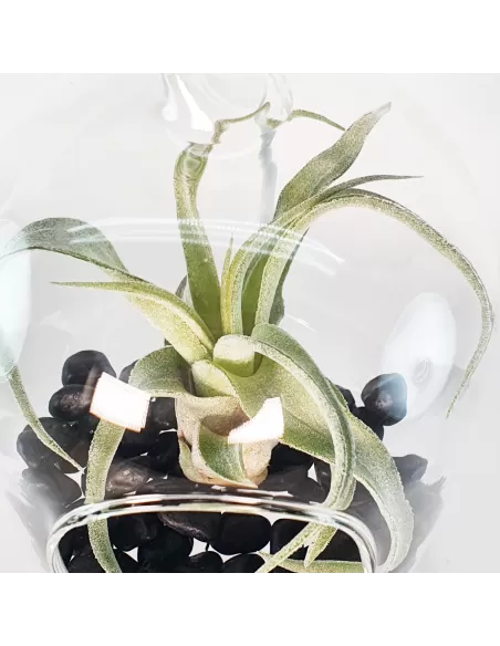 Glass hanging terrarium with black metal stand