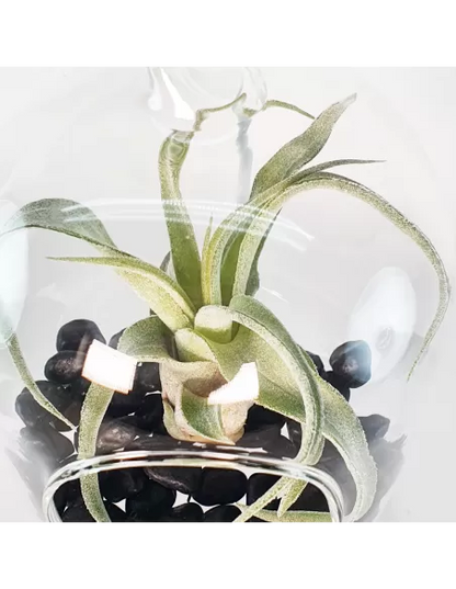 Glass hanging terrarium with black metal stand