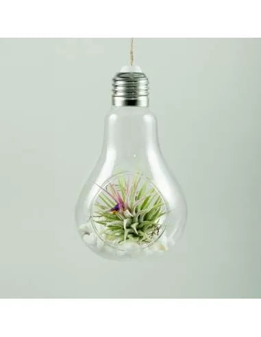 Hängendes glühbirnenförmiges Terrarium + Tillandsie