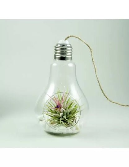 Hängendes glühbirnenförmiges Terrarium + Tillandsie