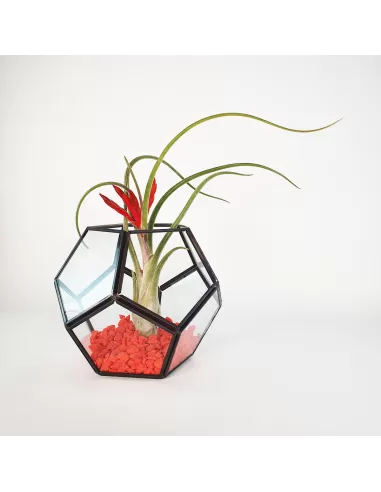Pentagon Terrarium + Caput-Medusae L
