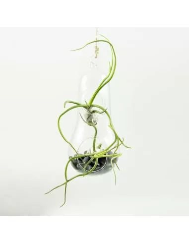 Pear Terrarium