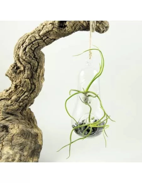 Pear Terrarium