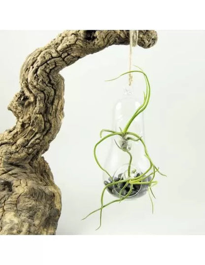 Pear Terrarium