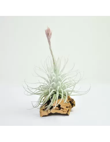 Tillandsia Tectorum snow