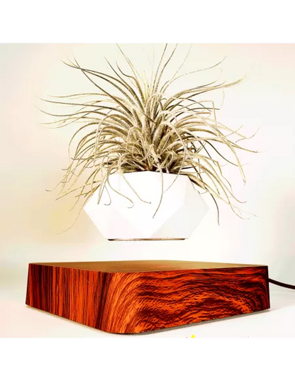 Tillandsia Tectorum snow