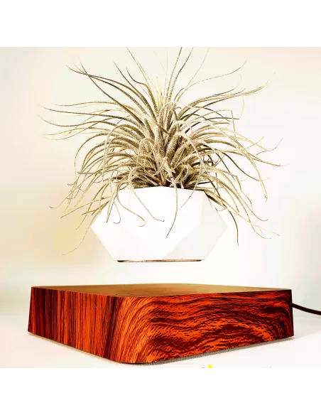 Tillandsia Tectorum snow