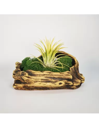 Tiesto para Tillandsias forma 1