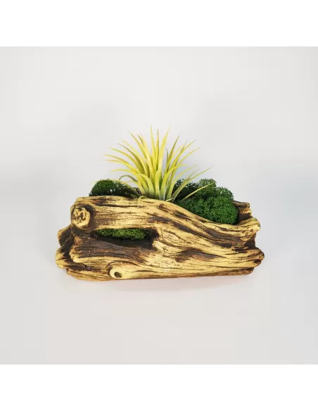 Tiesto para Tillandsias forma 1
