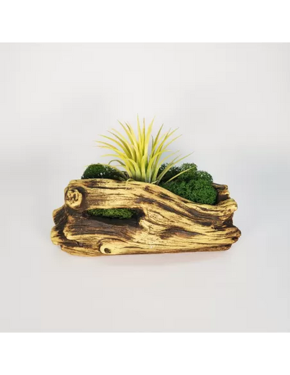 Tiesto para Tillandsias forma 1