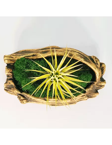 Tiesto para Tillandsias forma 1