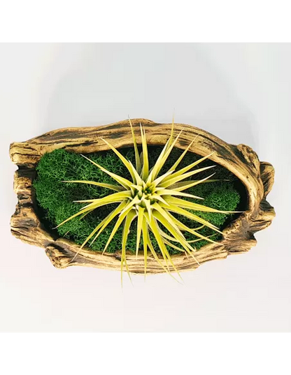 Tiesto para Tillandsias forma 1