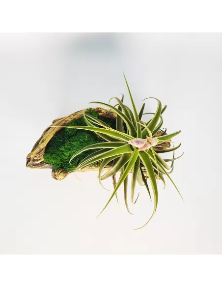 Pot for Tillandsias shape 2