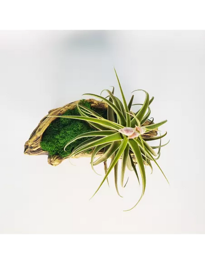 Pot for Tillandsias shape 2