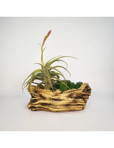 Pot for Tillandsias shape 2