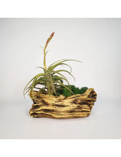 Pot for Tillandsias shape 2
