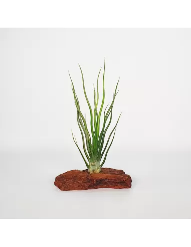Tillandisa Bulbosa Hybrid