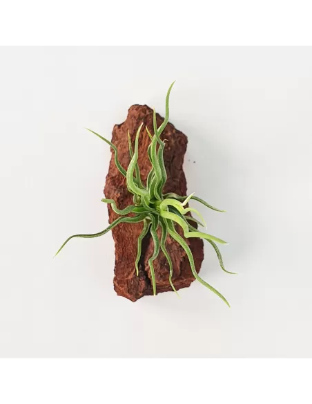 Tillandisa Bulbosa Hybrid