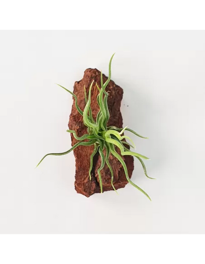 Tillandisa Bulbosa Hybrid