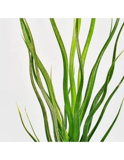 Tillandisa Bulbosa Hybrid