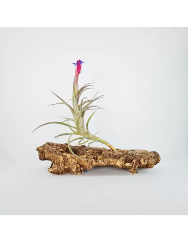 Tillandsia Aeranthos Aemula