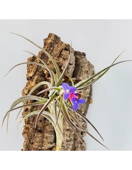 Tillandsia Aeranthos Aemula